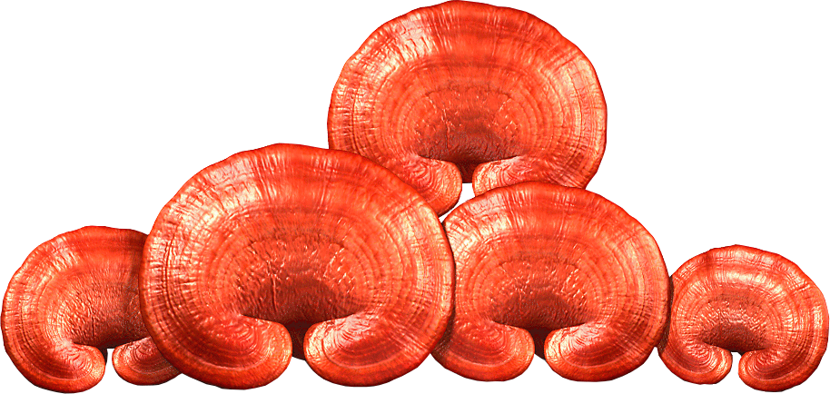 ganoderma lucidum