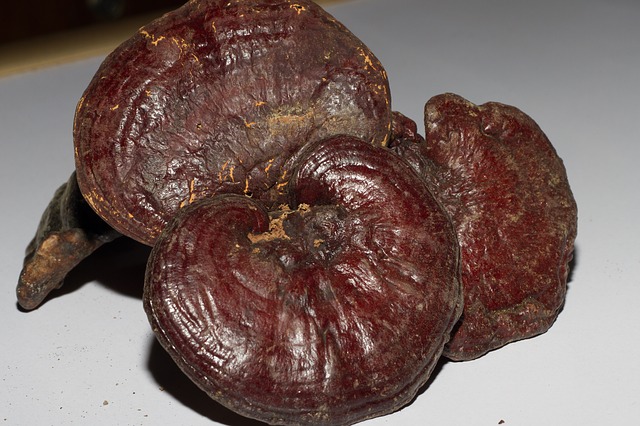 ganoderma lucidum prodotti naturali per dormire