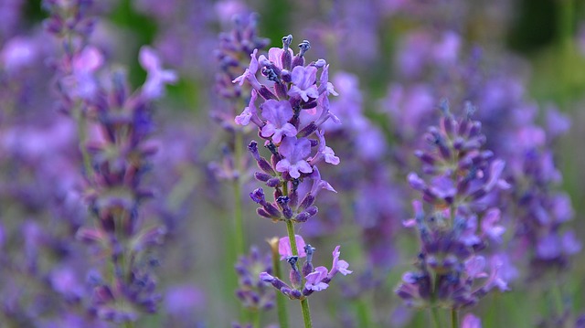 rimedio naturale mal di testa olio essenziale di lavanda