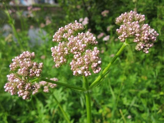 valeriana prodotti naturali per dormire