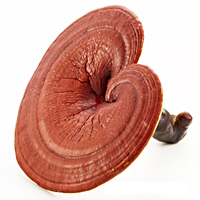 Ganoderma Lucidum – Reishi – Ling Zi