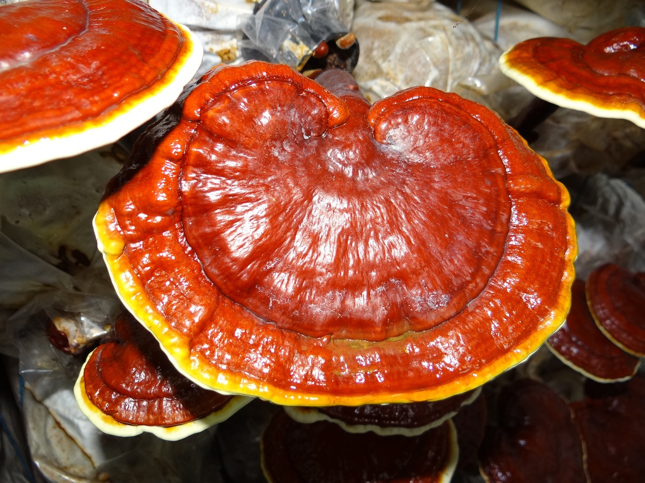Stimolare il Sistema Immunitario con il Caffè al Ganoderma Lucidum